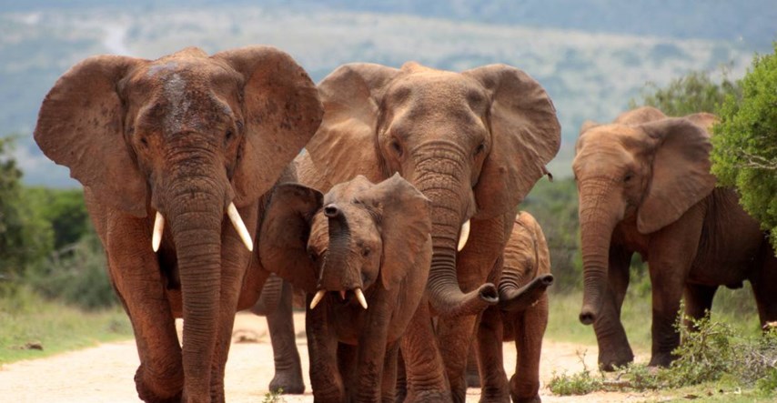 Bocvana želi ubijati slonove i od njih raditi hranu za kućne ljubimce